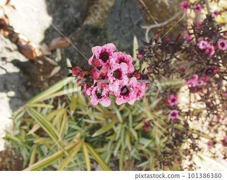 紅花	 101386380