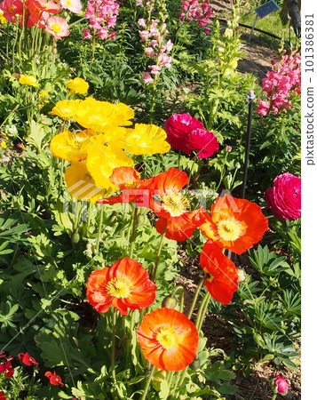 Colorful flowers Colorful flowers 101386381