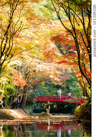 Okuni Shrine Autumn leaves and stream 101386386