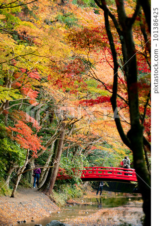 大國神社秋葉和溪流 101386425