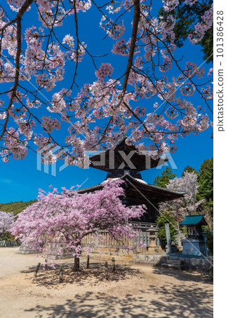 Yugasan Rendaiji Tahoto pagoda and cherry blossoms against the spring blue sky Yugasan Rendaiji Tahoto pagoda and cherry blossoms against the spring blue sky 101386428