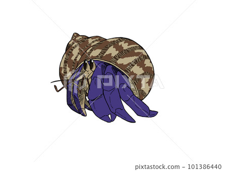 Hermit crab in Ryuden turban shell 1 101386440
