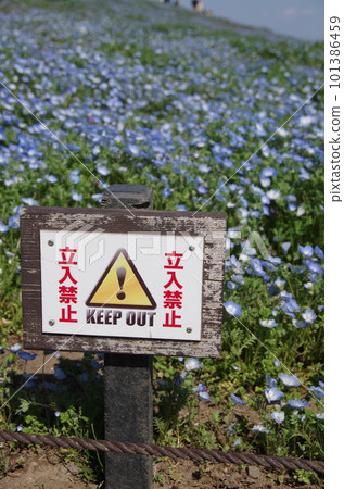 No entry sign for nemophila flower garden Vertical position No entry sign for nemophila flower garden Vertical position 101386459