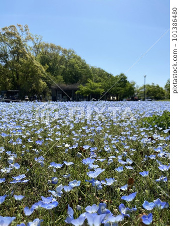 Mitsuike Park where nemophila flowers are in full bloom 101386480