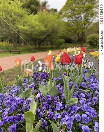 盛開在三池公園的五顏六色的鬱金香 101386489