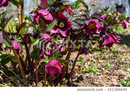 Purple Christmas rose blooming in early spring garden Purple Christmas rose blooming in early spring garden 101386640