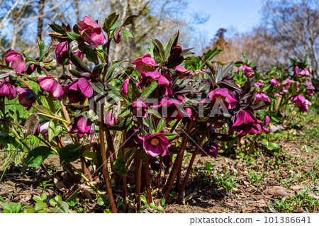 Purple Christmas rose blooming in early spring garden Purple Christmas rose blooming in early spring garden 101386641