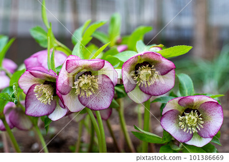 Purple fringed Christmas rose blooming in an early spring garden Purple fringed Christmas rose blooming in an early spring garden 101386669