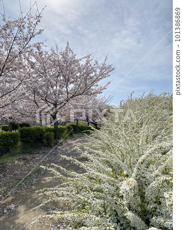 擁有美麗櫻花和雪柳的法治川 擁有美麗櫻花和雪柳的法治川 101386869