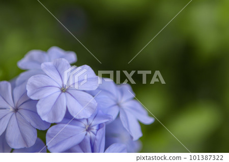 Cape leadwort, white plumbago, scientific name Cape leadwort, white plumbago, scientific name 101387322