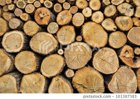 Logs of hardwood piled up in large numbers Logs of hardwood piled up in large numbers 101387383