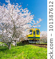 Isumi Railway running through cherry blossoms in full bloom 101387612