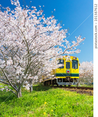 Isumi Railway running through cherry blossoms in full bloom 101387612