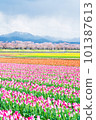 Asahi Funagawa Spring Quartet 101387613