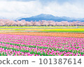 Asahi Funagawa Spring Quartet 101387614