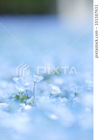 4 月盛開的 nemophila 田 4 月盛開的 nemophila 田 101387631