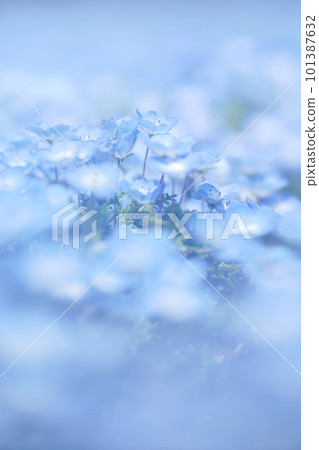 Field of nemophila in full bloom April 101387632