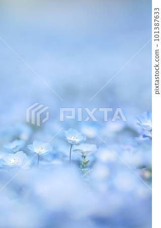 Field of nemophila in full bloom April 101387633