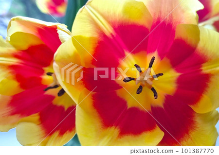 Top view of the beautiful flowering tulips in the park in the spring. Top view of the beautiful flowering tulips in the park in the spring. 101387770