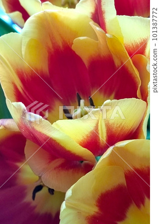 Bouquet of bright blooming tulip flowers in spring. Bouquet of bright blooming tulip flowers in spring. 101387772