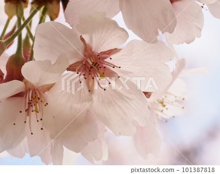 染井吉野櫻花 101387818
