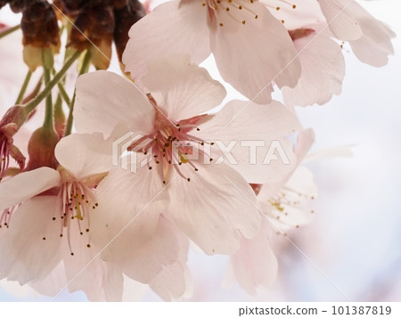 染井吉野櫻花 101387819