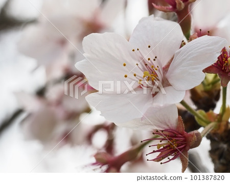Someiyoshino cherry blossoms 101387820