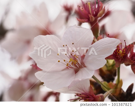 染井吉野櫻花 101387821