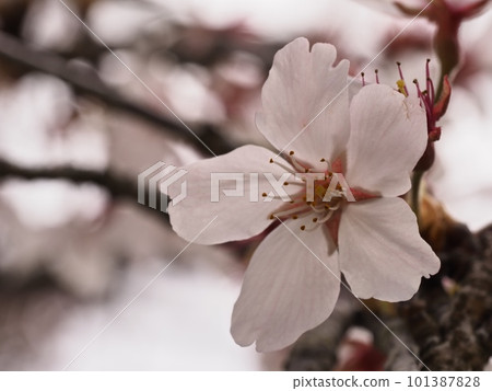 Someiyoshino cherry blossoms Someiyoshino cherry blossoms 101387828