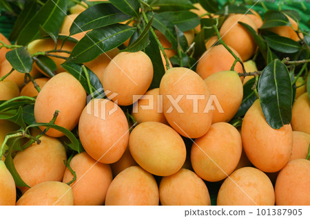 Marian plum fruit and leaves tropical fruit Sweet Yellow Marian Plum Maprang Plant or Mayongchid . Marian plum fruit and leaves tropical fruit Sweet Yellow Marian Plum Maprang Plant or Mayongchid . 101387905