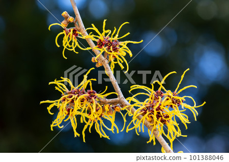 早春開花的黃花金縷梅(Barmstead Gold) 早春開花的黃花金縷梅(Barmstead Gold) 101388046