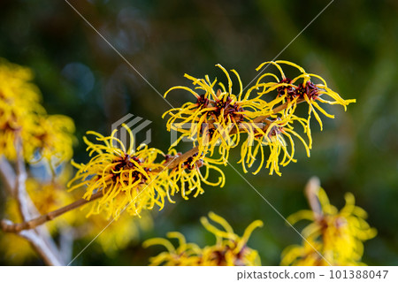 Yellow flower witch hazel (Barmstead Gold) that blooms in early spring Yellow flower witch hazel (Barmstead Gold) that blooms in early spring 101388047