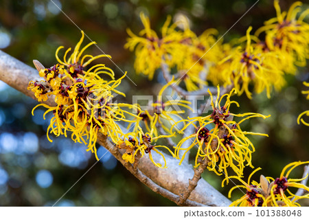 早春開花的黃花金縷梅(Barmstead Gold) 早春開花的黃花金縷梅(Barmstead Gold) 101388048