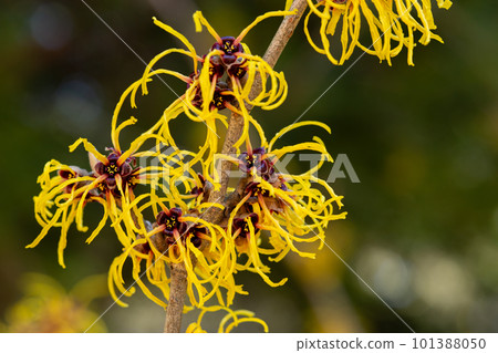 早春開花的黃花金縷梅(Barmstead Gold) 早春開花的黃花金縷梅(Barmstead Gold) 101388050