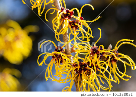 早春開花的黃花金縷梅(Barmstead Gold) 早春開花的黃花金縷梅(Barmstead Gold) 101388051