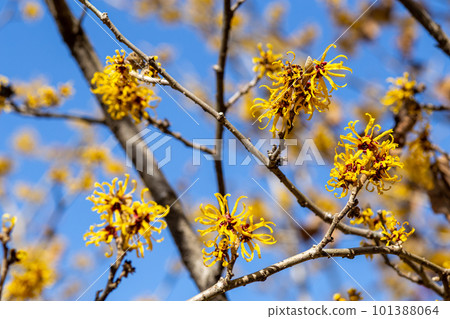 Witch hazel flower blooming at the tip of a branch Witch hazel flower blooming at the tip of a branch 101388064