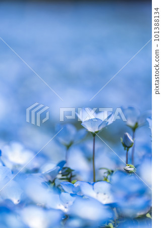Field of nemophila in full bloom April 101388134