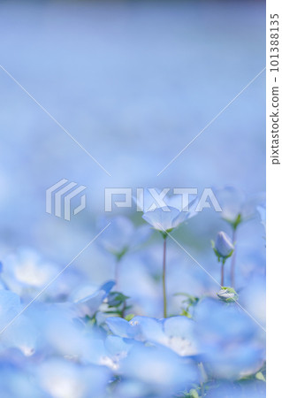 Field of nemophila in full bloom April 101388135