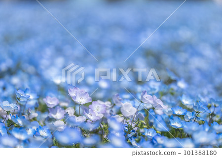 Field of nemophila in full bloom April 101388180