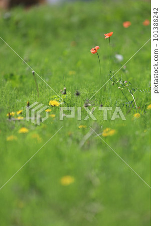 Long poppy blooming in the spring field 101388242