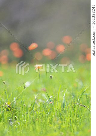 Long poppy blooming in the spring field 101388243