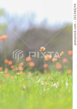 Long poppy blooming in the spring field 101388244