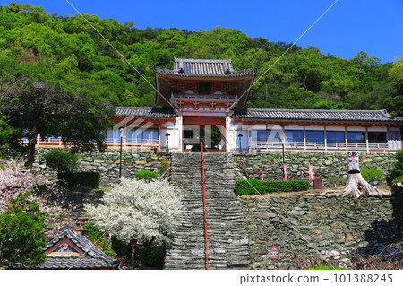 [和歌山縣]盛開的櫻花和和歌浦天滿宮 101388245