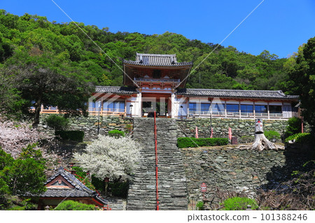 [Wakayama Prefecture] Cherry blossoms in full bloom and Wakaura Tenmangu Shrine 101388246