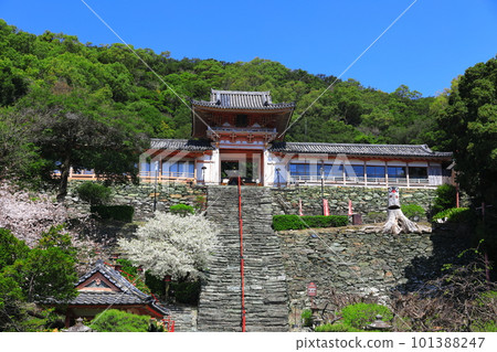 [Wakayama Prefecture] Cherry blossoms in full bloom and Wakaura Tenmangu Shrine 101388247