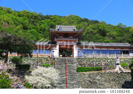 [和歌山縣]盛開的櫻花和和歌浦天滿宮 101388248