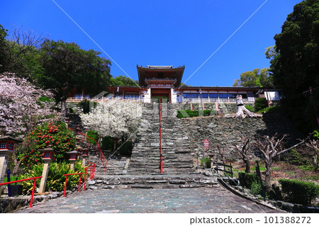 [Wakayama Prefecture] Cherry blossoms in full bloom and Wakaura Tenmangu Shrine 101388272