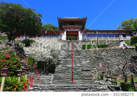 [和歌山縣]盛開的櫻花和和歌浦天滿宮 101388273