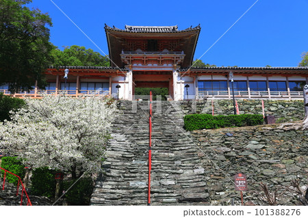 [和歌山縣]盛開的櫻花和和歌浦天滿宮 101388276