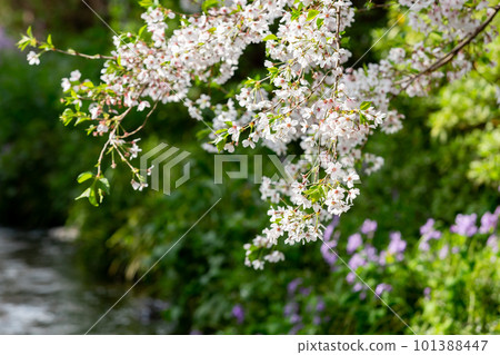 Somei Yoshino cherry blossoms blooming on the waterside 101388447